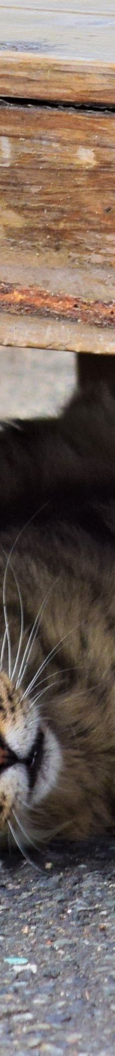 Gotanjoji Temple-越前市