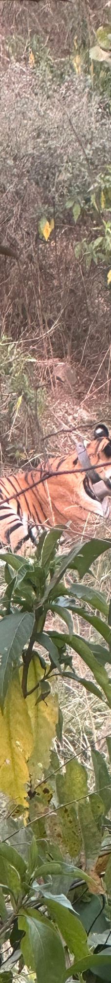 Sariska National Park-阿尔瓦尔