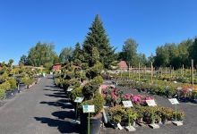 Pinsiön Nursery购物图片