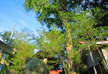 Sayama Shrine景点图片