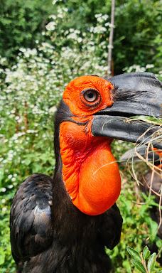 海德堡动物园-海德堡