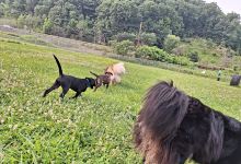 Woofington Dog Park景点图片
