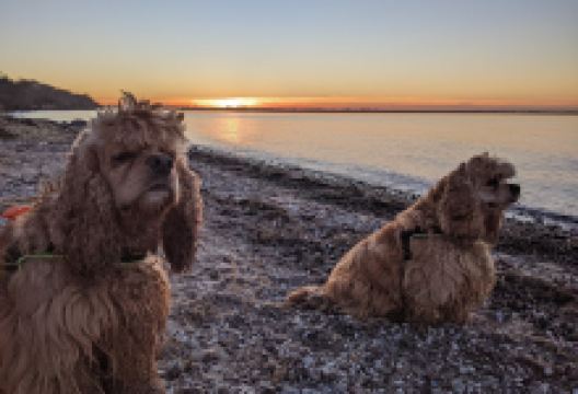 Wohlenberger Wiek景点图片