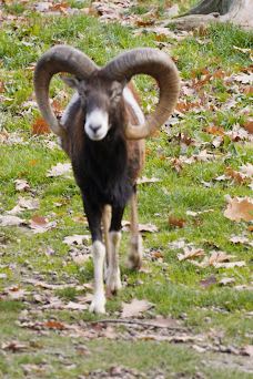 Tiergehege Waldhaus-莫尔斯多夫-泰希沃尔夫拉姆斯多夫