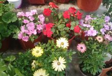 Vivero y Verduleria购物图片