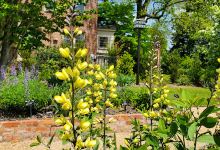 Piedmont Physic Garden景点图片