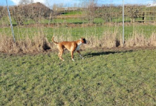 Paws Play景点图片