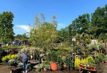 Tuincentrum Van Mol Marc购物图片
