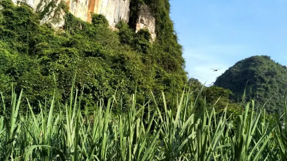 廣西崇左白頭葉猴國家級自然保護區