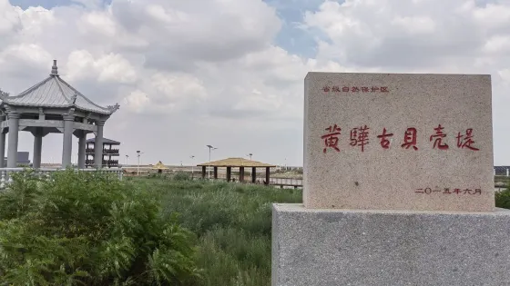 黃驊古貝殼堤
