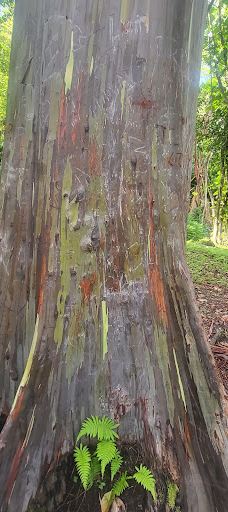 Ko'olau Forest Reserve-茂宜县