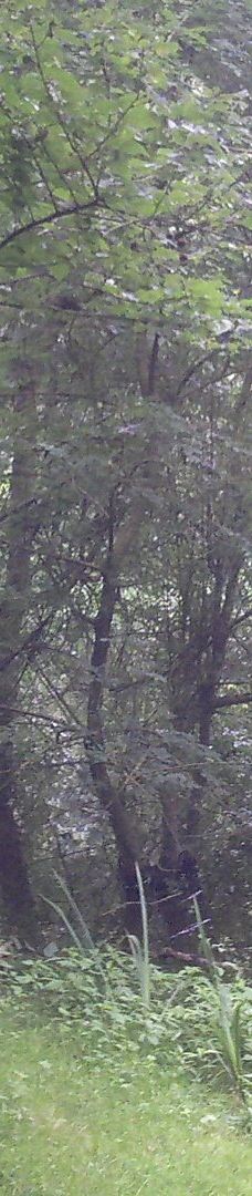 Parc des Gayeulles-雷恩