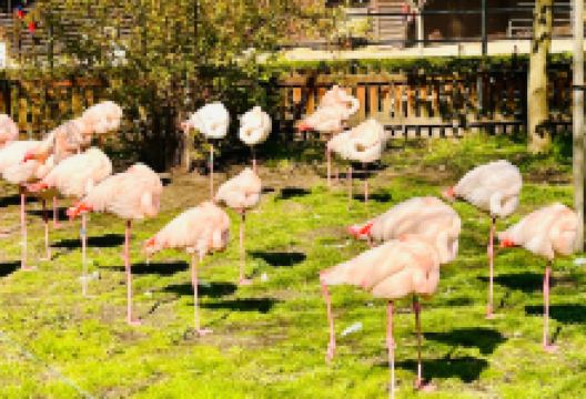 Zoo Hodonin景点图片