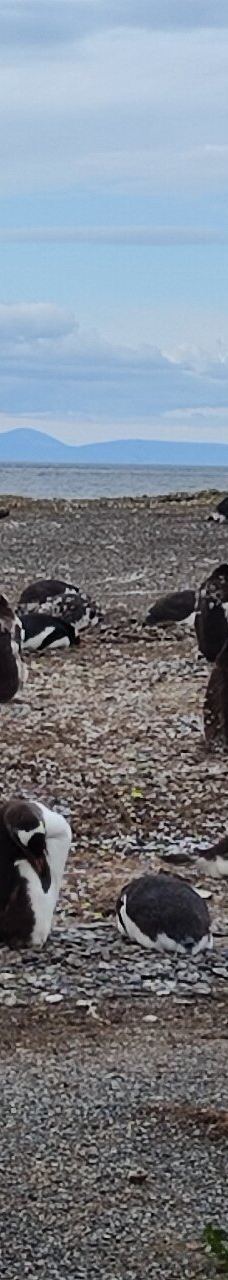 Isla Martillo-乌斯怀亚