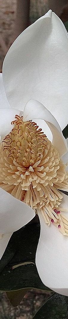 Musee des Dinosaures 'Dinosauria'-埃斯佩拉扎