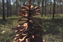 Morrison Pines Plantation景点图片