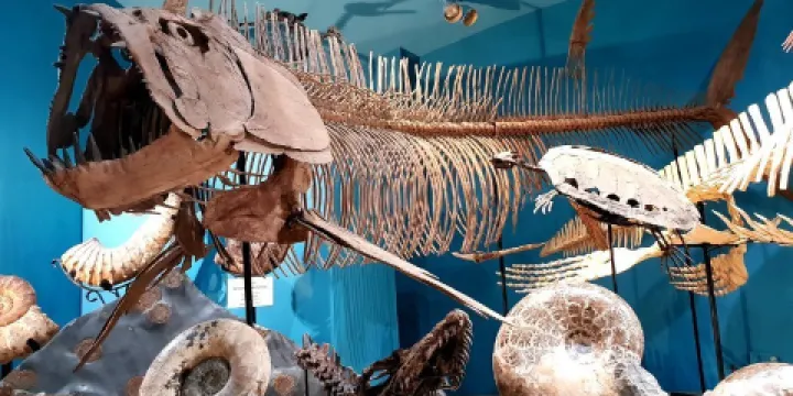 Black Hills Institute - Museum