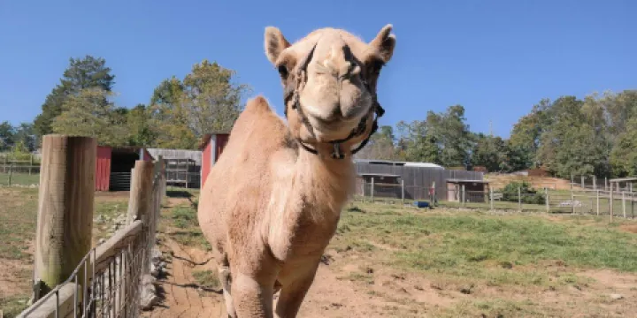 Little Ponderosa Zoo