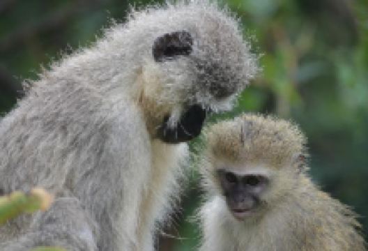 Vervet Monkey Foundation景点图片