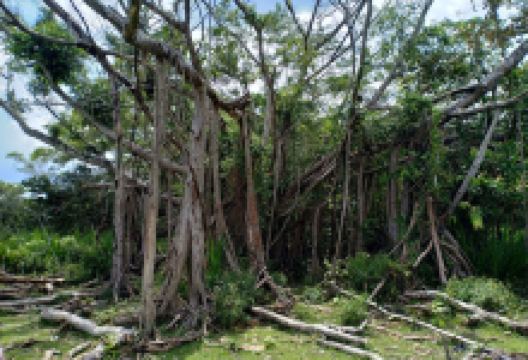 Spot Photo Pohon Lubuk Tenam景点图片