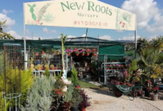 New Roots Nursery购物图片