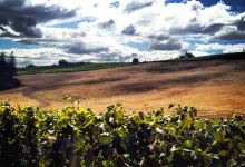 Purple Hands Winery景点图片