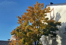 Altes Schloss (Dillingen)景点图片