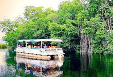 J. Charles Swaby's Black River Safari景点图片