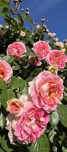 Yoshiumi Rose Park-今治市