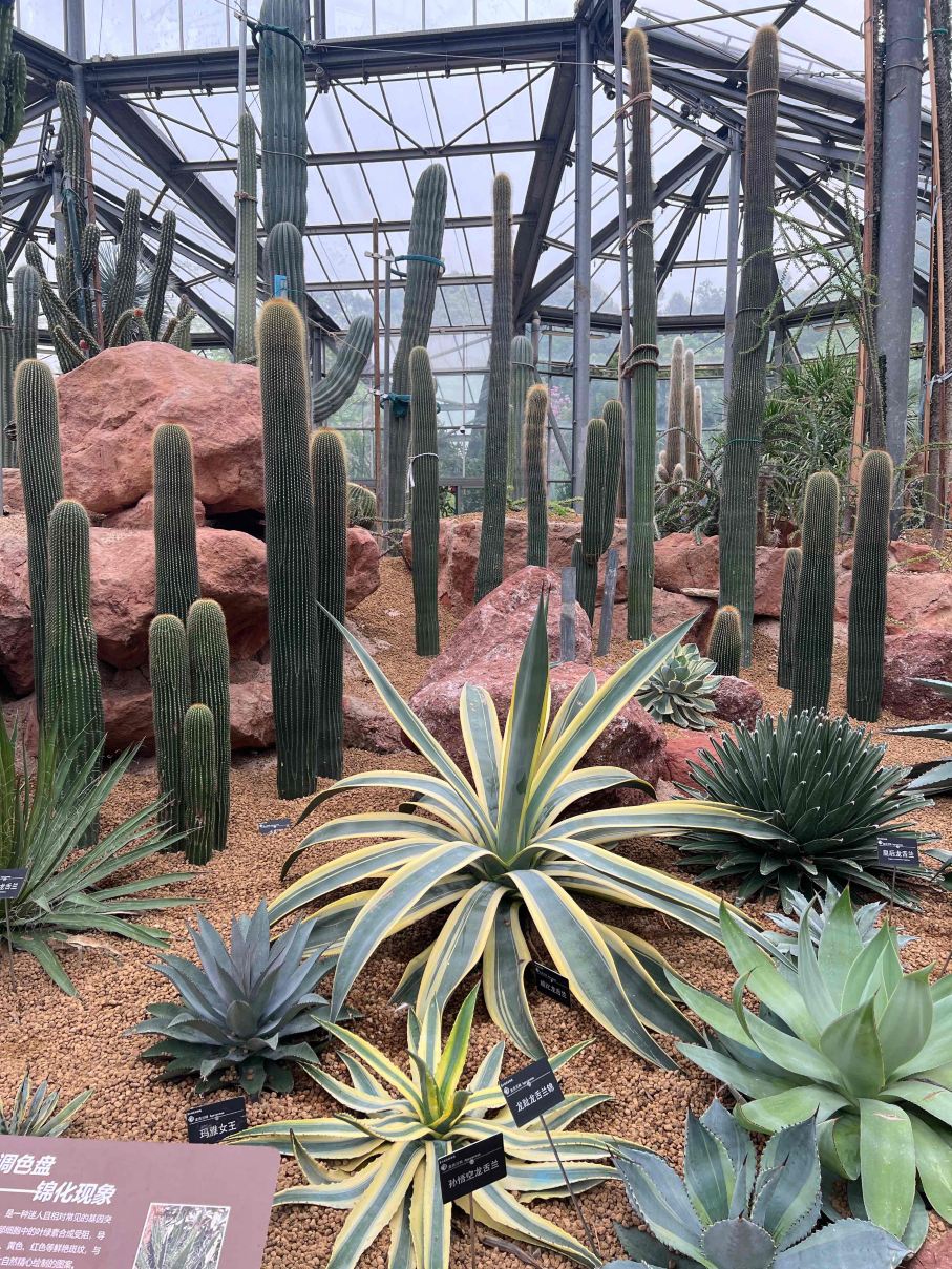 华南植物园景点图片 10