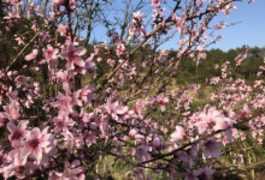 桃花洞景点图片