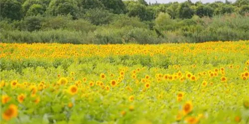 葵花節花海