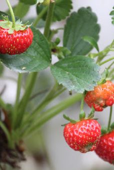 Ricardoes Tomatoes-Blackmans Point
