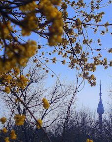 Dobrich television tower-多布里奇