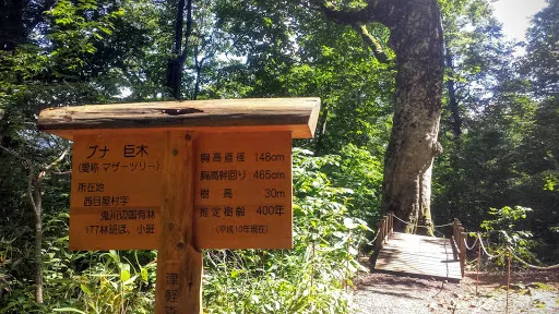 Mother Tree