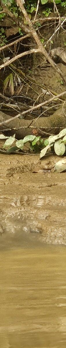 京那巴当岸河-基纳巴唐岸