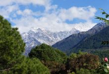 Palampur Tea Gardens景点图片