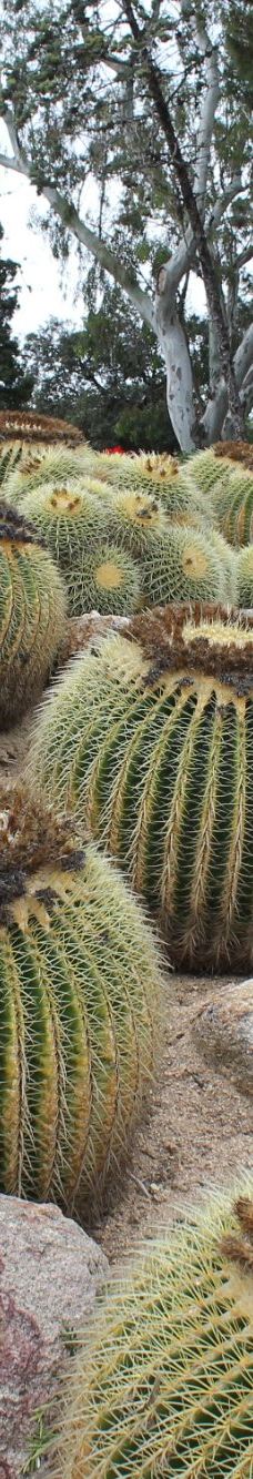 Jardí Botànic Tropical Paratge Pinya de Rosa-布拉内斯