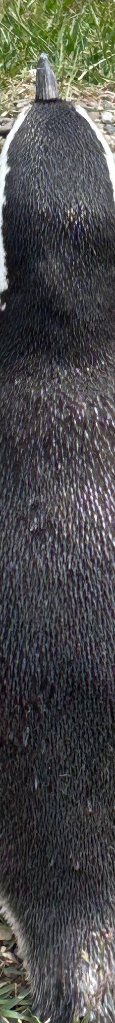 Isla Martillo-乌斯怀亚