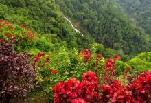Pura Vida Gardens and Waterfalls景点图片