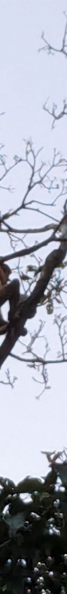 京那巴当岸河-基纳巴唐岸