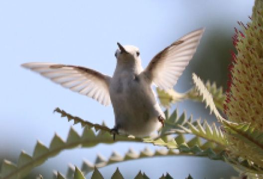 UCSC Arboretum景点图片