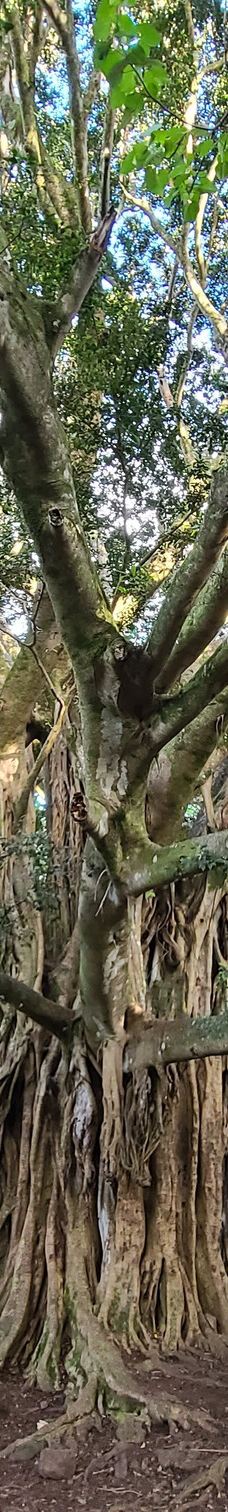 皮皮崴小径-茂宜县