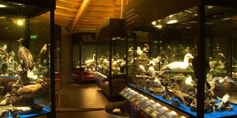 Sigurgeirs Bird Museum