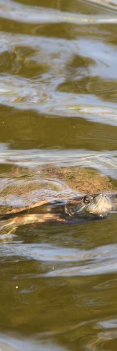 千手观音庙-苏梅岛