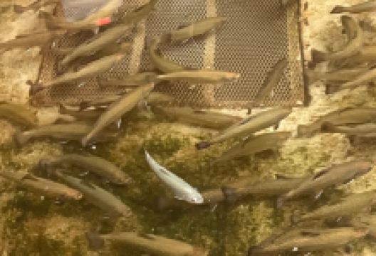 Warren County Fish Hatchery景点图片