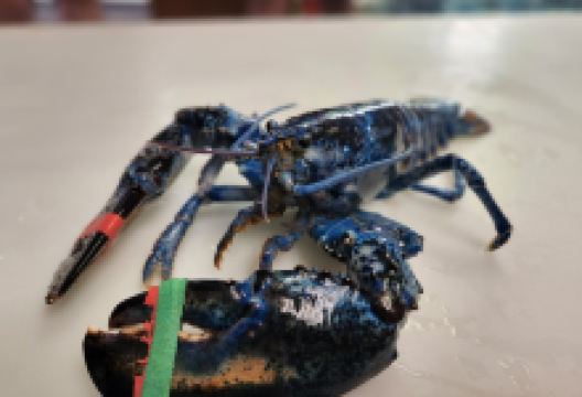 Explore the Ocean World Oceanarium景点图片