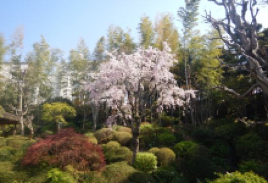 药师之泉景点图片