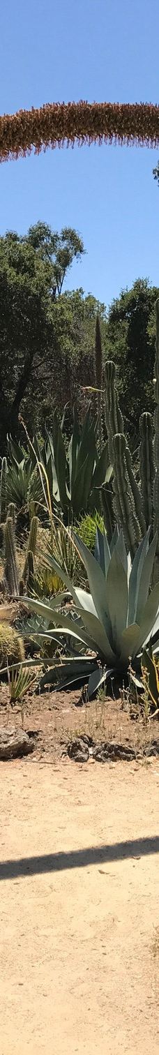 Arizona Garden-马里科帕