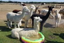 Cary Alpacas景点图片